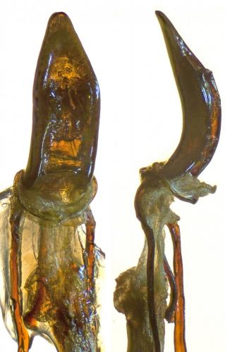 Réf. 254 076 : Otiorhynchus arcticus arcticus